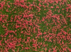 Foliage Markvegetation "Blomsteräng" Röd