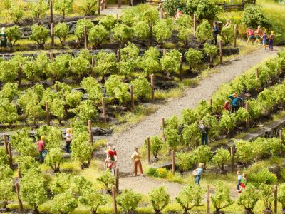 Vinrankor 24 st i skala H0