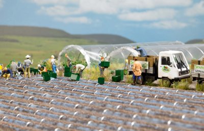 SPARRISODLING MED FOLIETUNNLAR HO